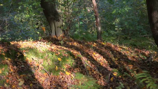 Automne dans la forêt.