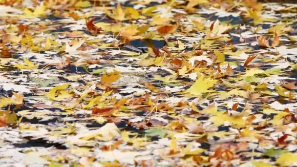 Ξηρά φύλλα πάνω στο νερό — Αρχείο Βίντεο