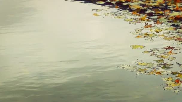 Couleur et feuilles sèches dans l'eau — Video