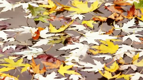 Trockene Blätter auf dem Wasser — Stockvideo