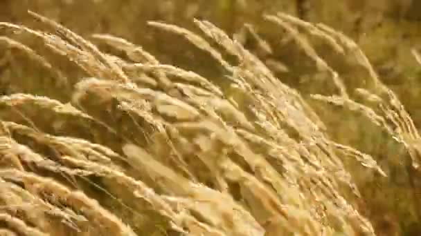 Dry grass in the wind — Stock Video