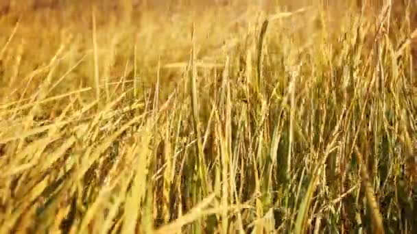Суха трава на вітрі — стокове відео