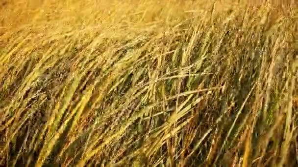 Dry grass in the wind — Stock Video