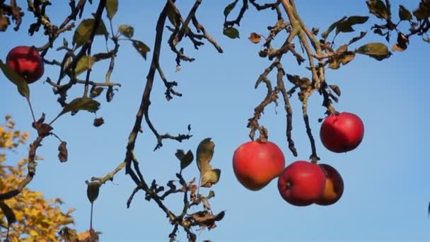 Ağaçtaki kırmızı elmalar