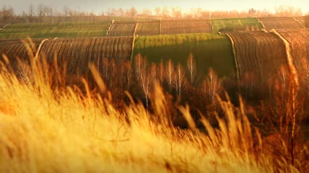 Collines et prairies — Video