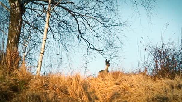 Landscape with Roe Deer — Stock Video