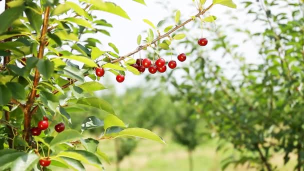 Fruta de cereza en ambiente natural — Vídeos de Stock