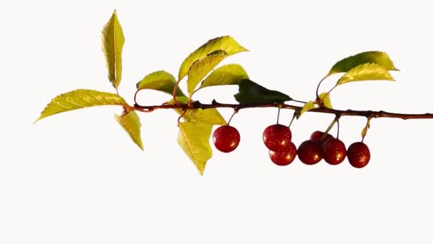 Fruta de cereza — Vídeo de stock