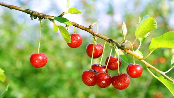 Fruta de cereza en ambiente natural — Vídeos de Stock