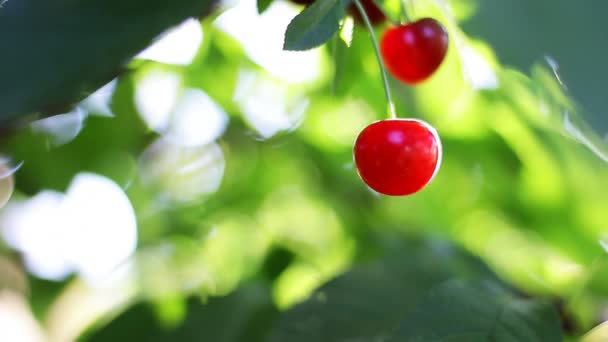 Fruta de cereza en ambiente natural — Vídeos de Stock