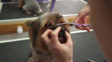 Yorkshire Terrier köpeği kuaförde tımar ediliyor. Özel bir kuaförde profesyonel bir köpek bakımı. Groomer 'ın elleri makasla. yakın çekim odağı.