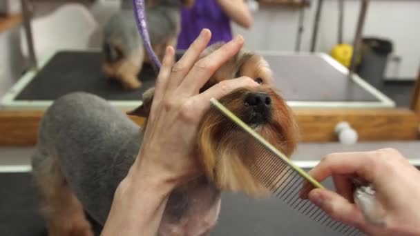 Professioneel Scheren Van Een Yorkshire Terriër Hond Een Grooming Salon — Stockvideo