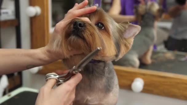 狗狗在宠物温泉美容院理发 狗的尸体 这只狗被剪断了 美容师概念 — 图库视频影像