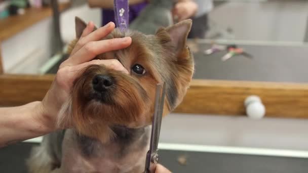 犬取得髪はグルーミング サロン ペットのスパでカット 犬のクローズ アップ — ストック動画
