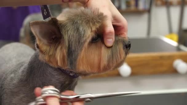 Επαγγελματικό Ψαλίδι Που Κόβει Ρύγχος Ενός Σκύλου Γιορκσάιρ Τεριέ Χαριτωμένο — Αρχείο Βίντεο