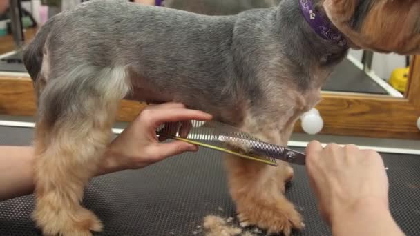 Professionele Kapper Yorkshire Terrier Grooming Salon Hoge Kwaliteit Beeldmateriaal — Stockvideo