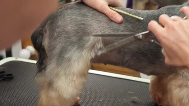 Γυναίκα Κομμώτρια Κάνει Κούρεμα Yorkshire Terrier Στο Τραπέζι Στο Σαλόνι — Αρχείο Βίντεο