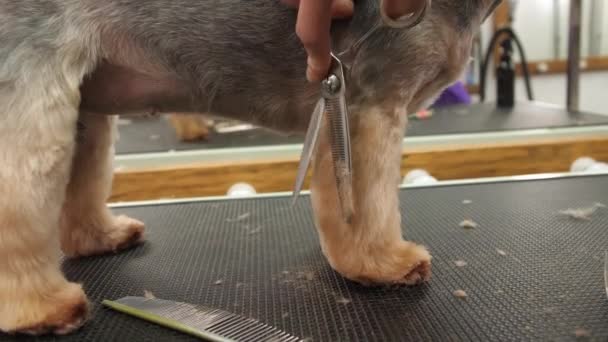 Cane Taglio Professionale Yorkshire Terrier Nel Salone Toelettatura — Video Stock