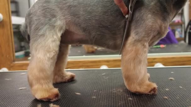 Perro Yorkshire Terrier Cuidadosamente Recortado Está Sobre Una Mesa Peluquero — Vídeos de Stock