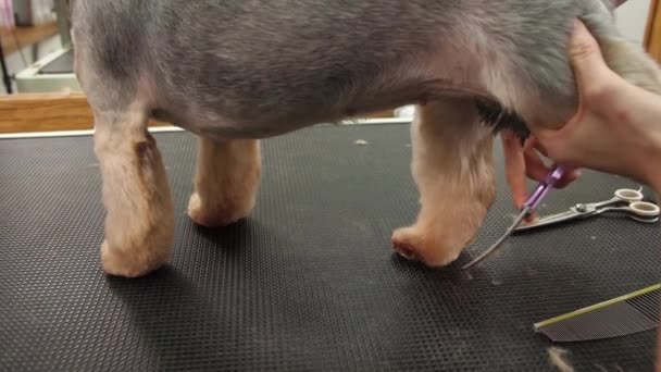 Toelettatore Taglia Con Cura Zampe Piccolo Yorkshire Terrier Dog Con — Video Stock