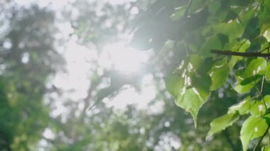 Parlak yaz güneşi ormandaki yeşil yaprakların arasından parlıyor. Sıcak bir yaz günü