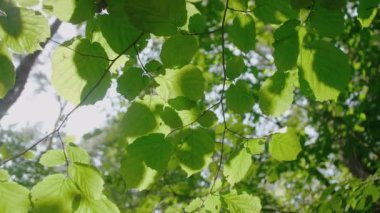 Dalları ve yaprakları yarıp geçen ağaçların güzel yeşil yapraklarının yakın görüntüsü. Yumuşak günbatımı ışığı ve güneş ışığı..