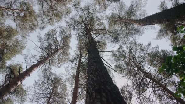 커다란 소나무 아래에서 바라본다 나무는 햇살을 받으며 피웁니다 나무줄기 — 비디오