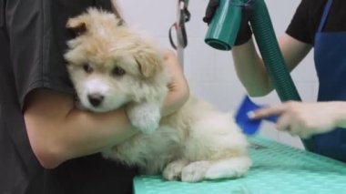 Korkmuş bir köpek yavrusu kurutulur ve bir tımarcının ellerinde fırçalanır.