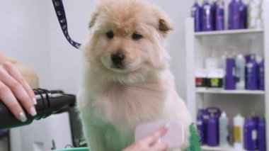 Korkmuş bir köpek yavrusu oturur ve kuaförde dişlerini fırçalamasını izler.