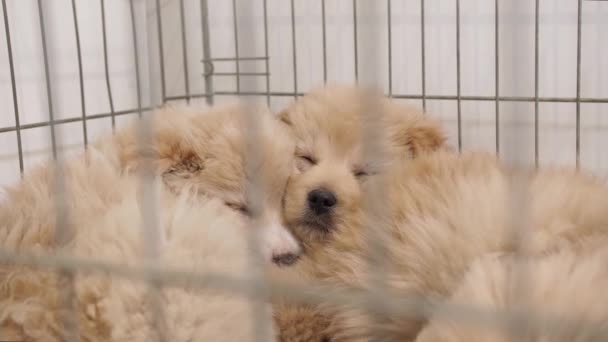 かわいい若いふわふわの犬が鉄の檻の中に寝そべって — ストック動画