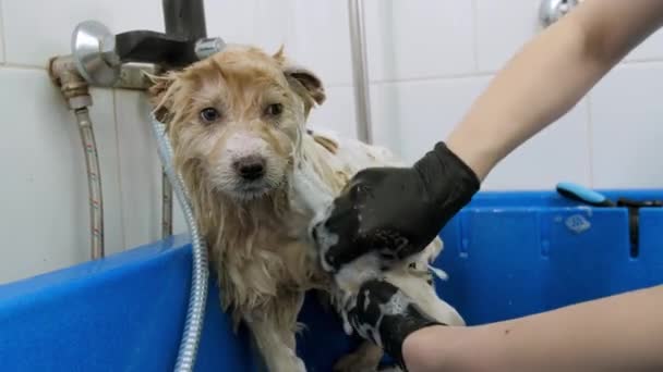 可愛い子犬が大きな浴槽で洗われてる グルーマーは小さな子犬を泡で石鹸洗濯布で犬をこすり — ストック動画
