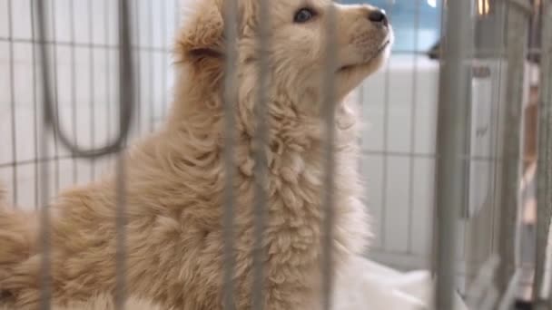 Genç Altın Saçlı Bir Köpek Yavrusu Kafeste Tek Başına Oturuyor — Stok video
