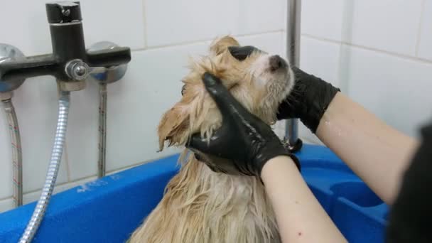Cara Perro Pequeño Está Enjabonada Bañera Tratamientos Spa Salón Aseo — Vídeo de stock