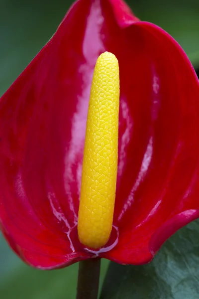 Anthurium andraeanum — Stock fotografie