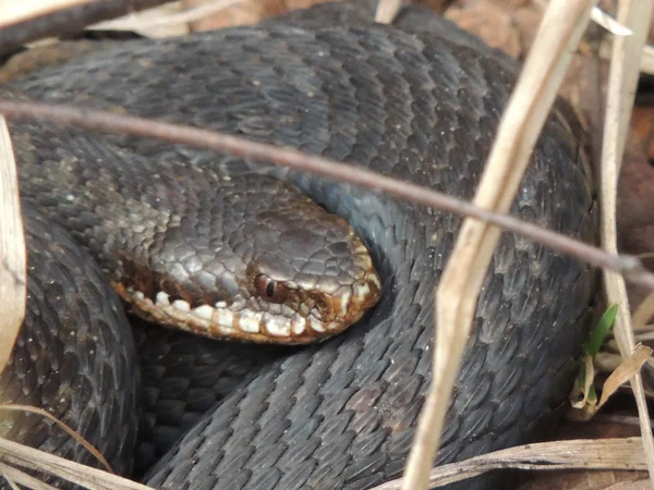 Snakes — Stock Photo, Image