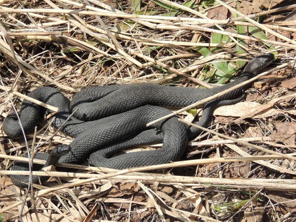 Serpentes — Fotografia de Stock