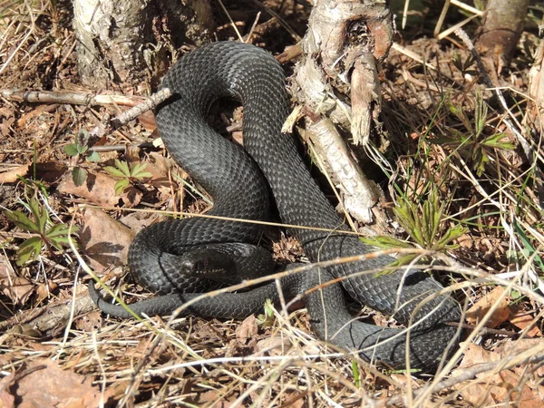 Snakes — Stock Photo, Image