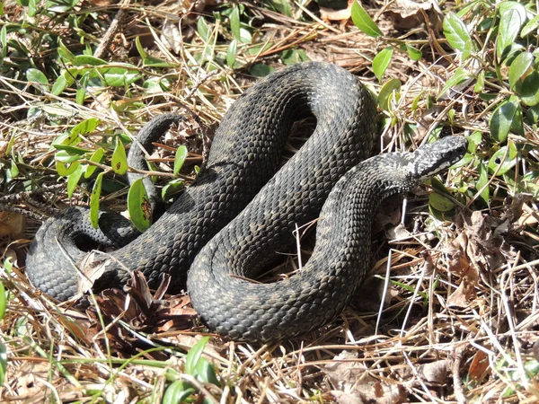 Snakes — Stock Photo, Image