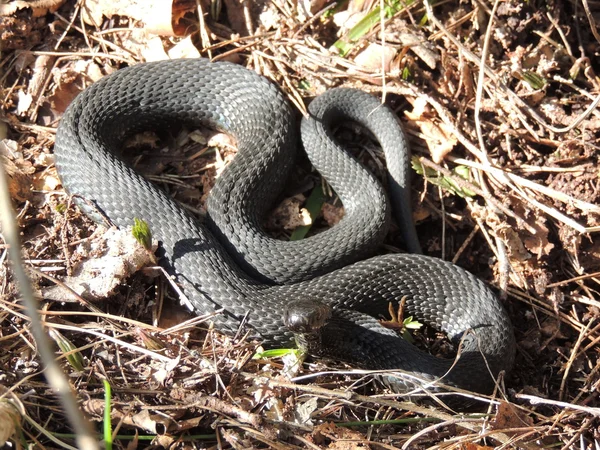 Snakes — Stock Photo, Image