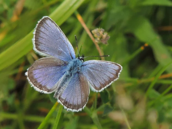 Borboleta — Fotografia de Stock