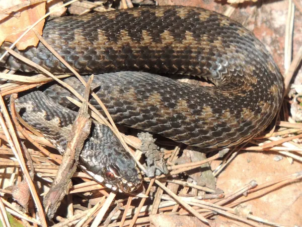 Snakes — Stock Photo, Image