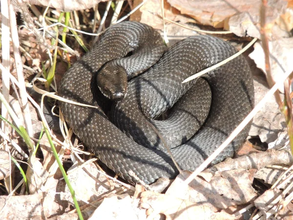 Snakes — Stock Photo, Image