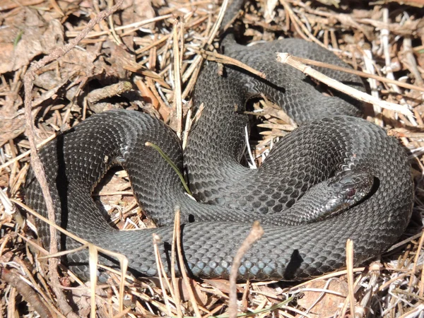 Snakes — Stock Photo, Image