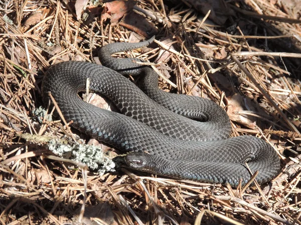 Snakes — Stock Photo, Image