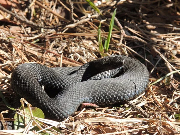 Snakes — Stock Photo, Image