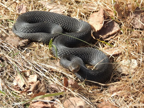 Snakes — Stock Photo, Image