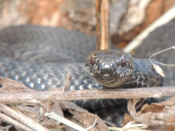 Serpiente. — Foto de Stock