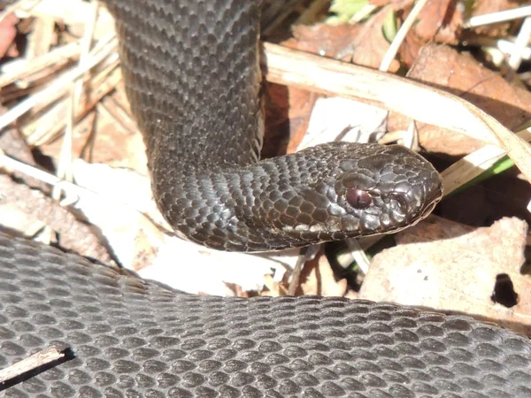 Wężowy — Zdjęcie stockowe