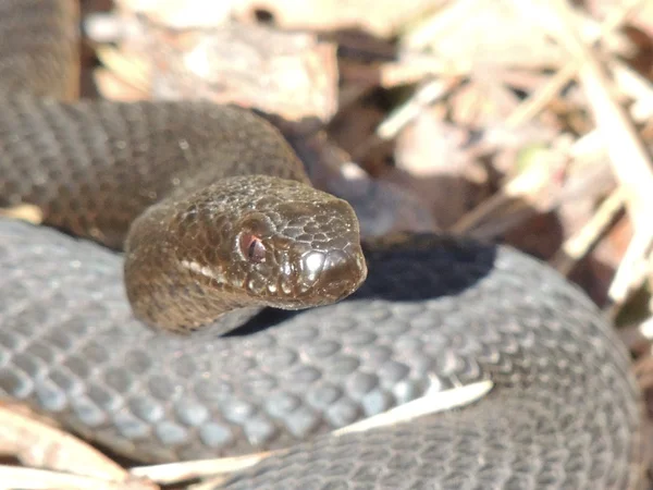 Serpiente. — Foto de Stock