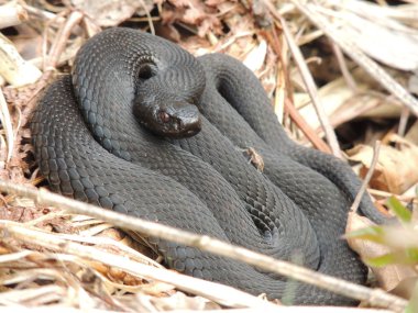 Snaky